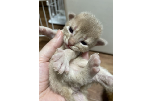 成約済の京都府のソマリ-25062の2枚目